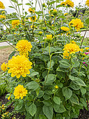 Ten-Petaled Sunflower, Helianthus decapetalus 'Plenus', flowers