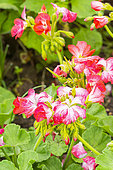 Pelargonium zonale 'Picote Red', flowers
