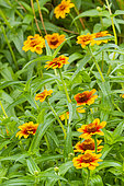 Zinnia Profusion 'Tapis Persan', Zinnia haageana Profusion 'Tapis Persan', flowers