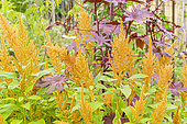 Prince's feather 'Golden Giant', Amaranthus cruentus 'Golden Giant' with Castorbean, Ricinus communis 'New Zealand'