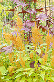 Prince's feather 'Golden Giant', Amaranthus cruentus 'Golden Giant' with Castorbean, Ricinus communis 'New Zealand'