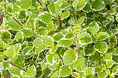 Plectranthus madagascariensis 'Variegated Mintleaf', ornemental foliage