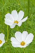 Cosmos 'Versailles White', Cosmos bipinnatus 'Versailles White', flowers