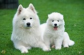 Samoyed with puppy, 6 weeks
