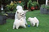 Samoyed with puppies, 6 weeks