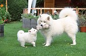 Samoyed with puppy, 6 weeks