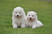 Samoyed Domestic dog (Canis lupus familiaris), two puppies sitting in the grass, Rhineland-Palatinate, Germany, Europe