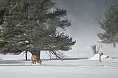 Red deer (Cervus elaphus) in the snow, Pyrenees, France