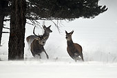 Red deer (Cervus elaphus) runing in the snow, Pyrenees, France