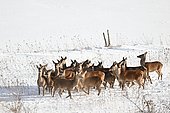 Red deer (Cervus elaphus) hinds in the snow, Pyrenees, France