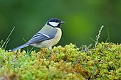Great Tit (Parus major) on moss, France