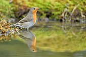 European Robin (Erithacus rubecula) bathing, France