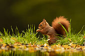 Red squirrel (Sciurus vulgaris), ,Hauts-de-France, France