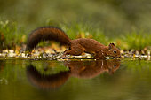 Red squirrel (Sciurus vulgaris) running in the water of a pond, Hauts-de-France, France