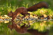 Red squirrel (Sciurus vulgaris) running in the water of a pond, Hauts-de-France, France