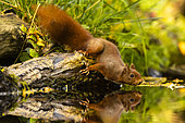 Red squirrel (Sciurus vulgaris) at the edge of water, Hauts-de-France, France