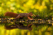 Red squirrel (Sciurus vulgaris) running on bank, Hauts-de-France, France