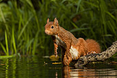 Red squirrel (Sciurus vulgaris) at the edge of water, Hauts-de-France, France