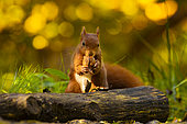 Red squirrel (Sciurus vulgaris) eatin a nut on log, Hauts-de-France, France
