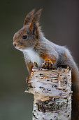 Red squirrel (Sciurus vulgaris) on a birch trunk,Hauts-de-France, France