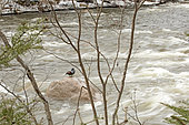 Harlequin Duck (Histrionicus histrionicus) male perched on a rock in the middle of a river. Gaspé region. Quebec. Canada