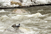 Harlequin duck (Histrionicus histrionicus) male and female on a rock in the middle of a river. Gaspé region. Quebec. Canada