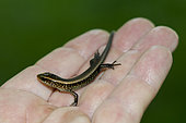 Many-lined Sun Skink (Eutropis multifasciata) on model-released hand, Klungkung, Bali, Indonesia