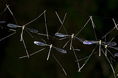 Crane Flies (Tipulidae Family) on thread, Klungkung, Bali, Indonesia