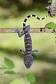 Tokay Gecko (Gekko gecko) hanging on bar, Klungkung, Bali, Indonesia
