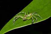 Araignée sauteuse (Epeus flavobilineatus) mâle sur une feuille, Klungkung, Bali, Indonésie