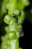 Fourmi épineuse (Polyrhachis ammon) tirant une autre fourmi par les antennes sur un fruit de palmier, Klungkung, Bali, Indonésie