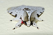 Male Tussock Moth (Lymantria marginalis) with large antennae, Klungkung, Bali, Indonesia