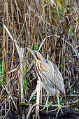 Bittern (Botaurus stellaris) walking on an old tree, Engalnd