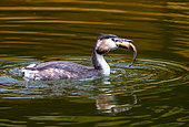 Great crested grebe ( Podiceps cristatus) eating a fish, England