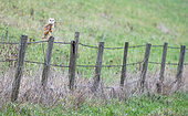 Barn owl (Tyto alba) perched on a post, England