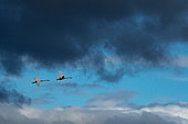 Bewick`s swan (Cygnus columbianus bewickii) in flight amongst the clouds, England