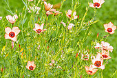 Flowering flax, Linum grandiflorum 'Charmer Salmon', flowers