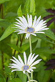 Blue Eyed African Daisy, Arctotis venusta, flowers