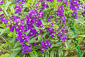 Snapdragon, Angelonia angustifolia 'Serena Purple', flowers