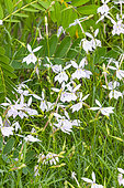 Laurentia axillaris 'Avant-Garde White', Solenopsis axillaris 'Avant-garde White', Isotoma axillaris 'Avant-Garde White', flowers