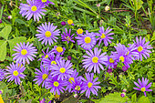 Swan River Daisy, Brachyscome multifida, flowers