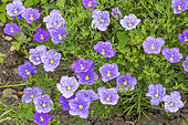 Purple Robe Cup Flower, Nierembergia hippomanica 'Purple Robe', flowers