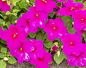 Busy Lizzy, Impatiens walleriana 'Tempo Violet', flowers