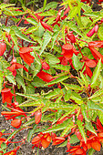 Begonia boliviensis 'Sun Cities San Francisco', flowers