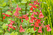 Silke's Dream Sage, Salvia 'Silke's Dream', flowers