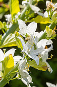 Bellflower, Campanula pyramidalis 'Alba', flowers