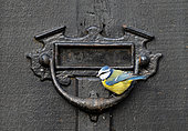 Blue tit (Cyanistes caeruleus) perched on a door handle, England