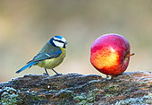 Blue tit (Cyanistes caeruleus) and apple, England