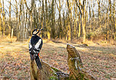 Great spotted woodpecker (Dendrocopos major) perched on a tree stump, England