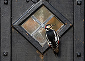 Great spotted woodpecker (Dendrocopos major) perched in a broken window